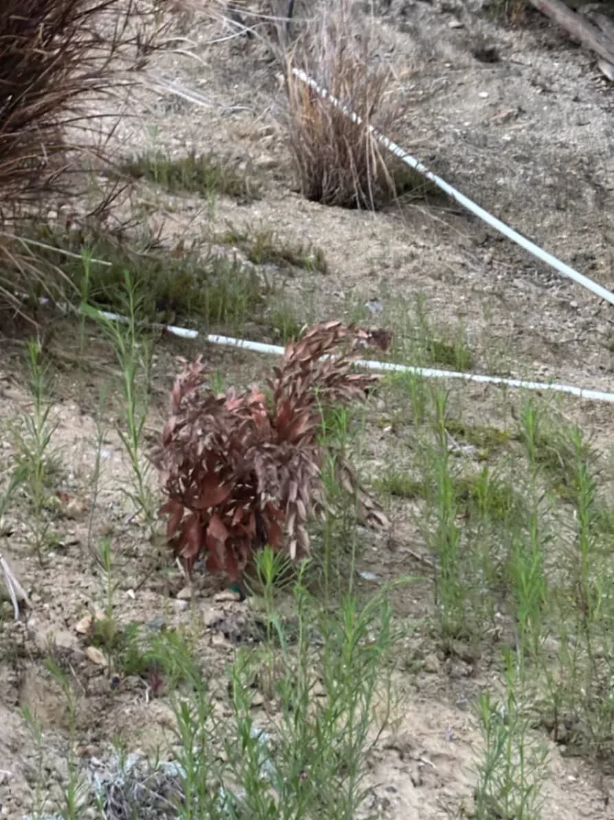 Hillside Landscaping Maintenance in Los Angeles, CA