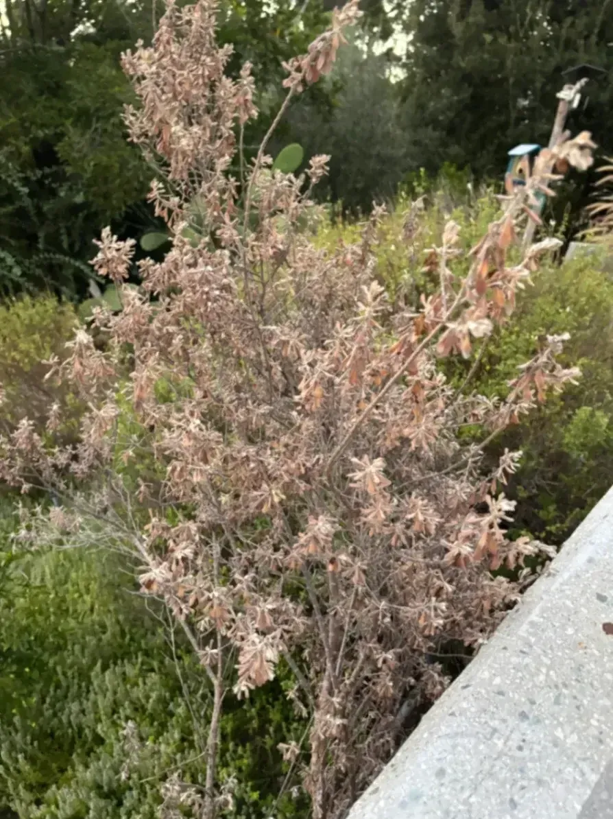 Hedge Pruning & Tree Trimming Services in Los Angeles, CA