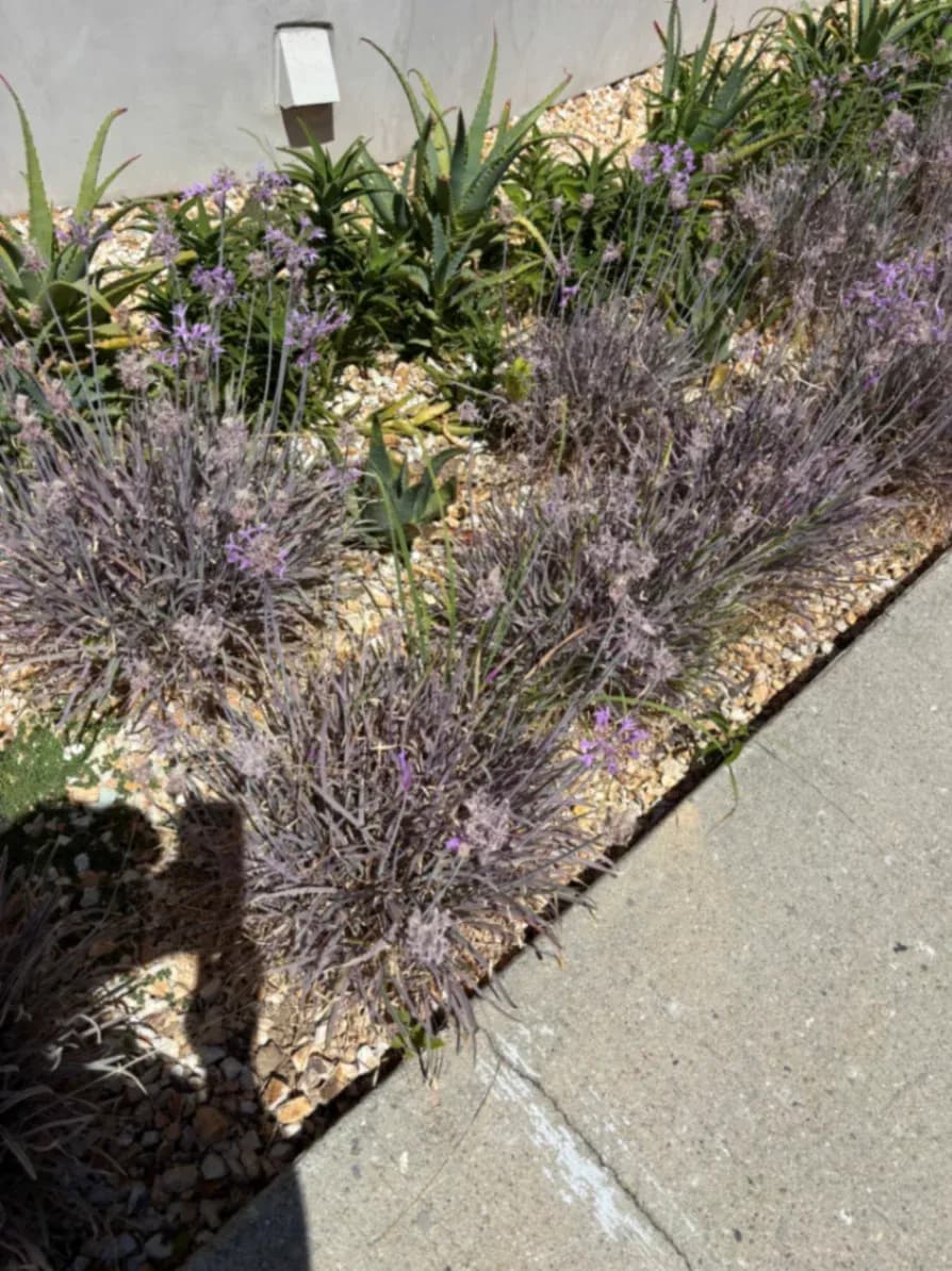 Hillside Clearing & Landscaping Services in Los Angeles, CA